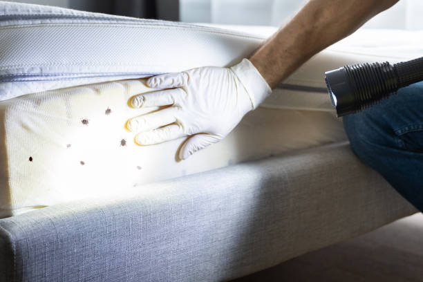 Best Ant Control Services  in Jarales, NM